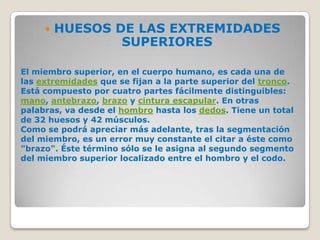 HUESOS DE LAS EXTREMIDADES SUPERIORESEl miembro superior, en el cuerpo humano, es cada una de las extremidades que se fijan a la parte superior del tronco. Está compuesto por cuatro partes fácilmente distinguibles: mano, antebrazo, brazo y cintura escapular. En otras palabras, va desde el hombro hasta los dedos. Tiene un total de 32 huesos y 42 músculos.Como se podrá apreciar más adelante, tras la segmentación del miembro, es un error muy constante el citar a éste como "brazo". Éste término sólo se le asigna al segundo segmento del miembro superior localizado entre el hombro y el codo.