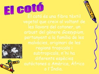 El cotó El cotó és una fibra tèxtil vegetal que creix al voltant de les llavors del cotoner, un arbust del gènere  Gossypium , pertanyent a la família de les malvàcies, originari de les regions tropicals i subtropicals, n'hi ha diferents espècies autòctones a Amèrica, Àfrica o l'Índia.  