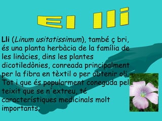 El lli Lli  ( Linum usitatissimum ), també ç bri, és una planta herbàcia de la família de les linàcies, dins les plantes dicotiledònies, conreada principalment per la fibra en tèxtil o per obtenir oli. Tot i que és popularment coneguda pel teixit que se n'extreu, té característiques medicinals molt importants.  
