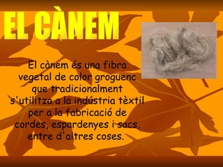 EL CÀNEM El cànem és una fibra vegetal de color groguenc que tradicionalment s'utilitza a la indústria tèxtil per a la fabricació de cordes, espardenyes i sacs, entre d'altres coses.  