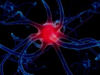 Parkinson i Alzheimer dues malaties  neurodegeneratives 