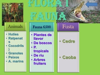 Flora i
              fauna
 Animals      Fauna 6500      Fusta
• Huties      • Plantes de
• Ratpenat      llavor
  s           • De boscos    • Cedre
• Cocodrils   • P.
  )
                tropicals
• Granotes
              • De riu
• Peixos
              • Arbres
                             • Caoba
• A. marins
                fruiters
 
