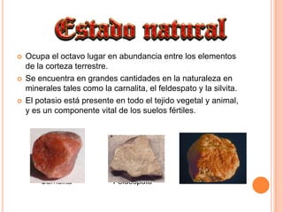 Ocupa el octavo lugar en abundancia entre los elementos de la corteza terrestre.Se encuentra en grandes cantidades en la naturaleza en minerales tales como la carnalita, el feldespato y la silvita. El potasio está presente en todo el tejido vegetal y animal, y es un componente vital de los suelos fértiles.	       Carnalita                   Feldespato                      Silvita