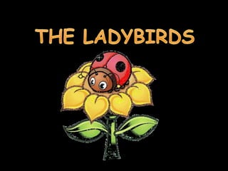   THE LADYBIRDS 