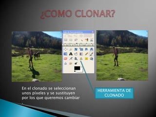 ¿COMO CLONAR?En el clonado se seleccionan unos píxeles y se sustituyen por los que queremos cambiar .HERRAMIENTA DE CLONADO