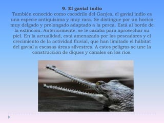 9. El gavial indioTambién conocido como cocodrilo del Ganjes, el gavial indio es una especie antiquísima y muy rara. Se distingue por un hocico muy delgado y prolongado adaptado a la pesca. Está al borde de la extinción. Anteriormente, se le cazaba para aprovechar su piel. En la actualidad, está amenazado por los pescadores y el crecimiento de la actividad fluvial, que han limitado el hábitat del gavial a escasas áreas silvestres. A estos peligros se une la construcción de diques y canales en los ríos. 