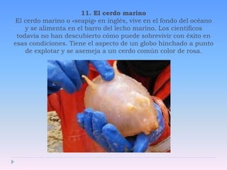 11. El cerdo marinoEl cerdo marino o «seapig» en inglés, vive en el fondo del océano y se alimenta en el barro del lecho marino. Los científicos todavía no han descubierto cómo puede sobrevivir con éxito en esas condiciones. Tiene el aspecto de un globo hinchado a punto de explotar y se asemeja a un cerdo común color de rosa. 