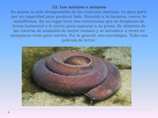 12. Los mixines o mixinosEs quizás la más desagradable de las criaturas marinas, en gran parte por su capacidad para producir lodo. Parecido a la lamprea, carece de mandíbulas. En su lugar tiene dos estructuras que se desplazan de forma horizontal y le sirven para capturar a su presa. Se alimenta de las vísceras de animales de mayor tamaño y se introduce a veces en ejemplares vivos para roerlos. Por lo general, son necrófagos. Toda una película de terror.