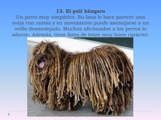 13. El puli húngaroUn perro muy simpático. Su lana le hace parecer una oveja con rastas y en movimiento puede asemejarse a un ovillo desmedejado. Muchos aficionados a los perros lo adoran. Además, tiene fama de tener muy buen carácter. 