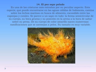 14. El pez sapo peludoEs una de las criaturas más extrañas por su peculiar aspecto. Esta especie, que puede encontrarse en las aguas cálidas de Indonesia, camina sobre los lechos marinos en busca de alimento, escondido entre las esponjas y corales. Se parece a un sapo en todo: la forma semicircular de su cuerpo, su boca gruesa y su posición en la arena a la hora de saltar sobre su presa. De su cuerpo de color amarillo nacen numerosas ramificaciones que se asemejan a pelos. Su tamaño es muy variable. 