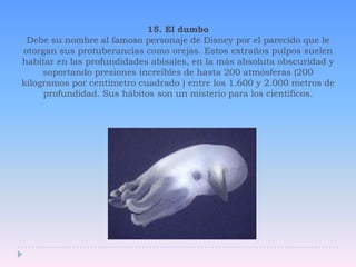 15. El dumboDebe su nombre al famoso personaje de Disney por el parecido que le otorgan sus protuberancias como orejas. Estos extraños pulpos suelen habitar en las profundidades abisales, en la más absoluta obscuridad y soportando presiones increíbles de hasta 200 atmósferas (200 kilogramos por centímetro cuadrado ) entre los 1.600 y 2.000 metros de profundidad. Sus hábitos son un misterio para los científicos.