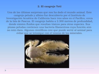 2. El cangrejo YetiUna de las últimas sorpresas que nos ha dado el mundo animal. Este cangrejo peludo y albino fue descubierto por el Instituto de Investigación Acuática de California hace tres años en el Pacífico, cerca de la Isla de Pascua. El cangrejo habita a 2.300 metros de profundidad, donde existen fluidos que resultan tóxicos para otras especies. Sus pinzas peludas contienen una bacteria filamentosa cuya función aún no está clara. Algunos científicos cree que puede servir al animal para evitar que se intoxique con el veneno de los minerales. 