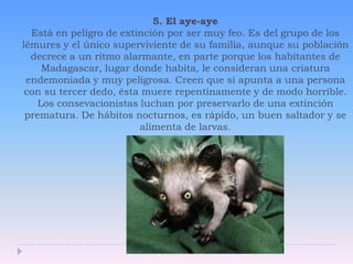 5. El aye-ayeEstá en peligro de extinción por ser muy feo. Es del grupo de los lémures y el único superviviente de su familia, aunque su población decrece a un ritmo alarmante, en parte porque los habitantes de Madagascar, lugar donde habita, le consideran una criatura endemoniada y muy peligrosa. Creen que si apunta a una persona con su tercer dedo, ésta muere repentinamente y de modo horrible. Los consevacionistas luchan por preservarlo de una extinción prematura. De hábitos nocturnos, es rápido, un buen saltador y se alimenta de larvas.