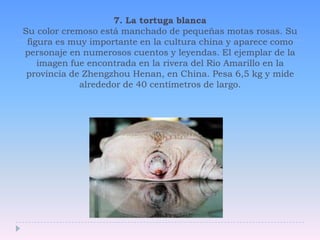 7. La tortuga blancaSu color cremoso está manchado de pequeñas motas rosas. Su figura es muy importante en la cultura china y aparece como personaje en numerosos cuentos y leyendas. El ejemplar de la imagen fue encontrada en la rivera del Rio Amarillo en la provincia de Zhengzhou Henan, en China. Pesa 6,5 kg y mide alrededor de 40 centímetros de largo. 