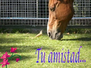 Tu amistad... 