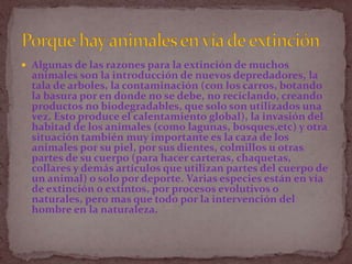 Algunas de las razones para la extinción de muchos animales son la introducción de nuevos depredadores, la tala de arboles, la contaminación (con los carros, botando la basura por en donde no se debe, no reciclando, creando productos no biodegradables, que solo son utilizados una vez. Esto produce el calentamiento global), la invasión del habitad de los animales (como lagunas, bosques,etc) y otra situación también muy importante es la caza de los animales por su piel, por sus dientes, colmillos u otras partes de su cuerpo (para hacer carteras, chaquetas, collares y demás artículos que utilizan partes del cuerpo de un animal) o solo por deporte. Varias especies están en vía de extinción o extintos, por procesos evolutivos o naturales, pero mas que todo por la intervención del hombre en la naturaleza.Porque hay animales en vía de extinción