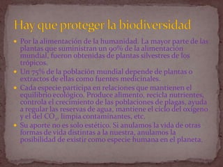 Por la alimentación de la humanidad. La mayor parte de las plantas que suministran un 90% de la alimentación mundial, fueron obtenidas de plantas silvestres de los trópicos.Un 75% de la población mundial depende de plantas o extractos de ellas como fuentes medicinales.Cada especie participa en relaciones que mantienen el equilibrio ecológico. Produce alimento, recicla nutrientes, controla el crecimiento de las poblaciones de plagas, ayuda a regular las reservas de agua, mantiene el ciclo del oxígeno y el del CO2, limpia contaminantes, etc.Su aporte no es solo estético. Si anulamos la vida de otras formas de vida distintas a la nuestra, anulamos la posibilidad de existir como especie humana en el planeta.Hay que proteger la biodiversidad