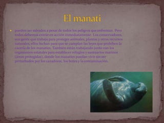pueden ser salvados a pesar de todos los peligros que enfrentan. Pero todos debemos entrar en acción inmediatamente. Los conservadores, son gente que trabaja para proteger animales, plantas y otros recursos naturales, ellos luchan para que se cumplan las leyes que prohíben la cacería de los manatíes. También están trabajando junto con los organismos estatales para establecer refugios y santuarios marinos (áreas protegidas), donde los manatíes puedan vivir sin ser perturbados por los cazadores, los botes y la contaminación.El manati
