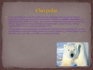 Como pueden ver es un oso polar que se acomoda como puede al último pedacito de hielo que le quedó para asirse. Debido al cambio climaticoy al calentamiento global asociado, uno de los ecosistemas más dañados es el del Ártico. Gigantescas masas de hielo se desprenden y cada vez hay menos lugares donde los osos polares pueden vivir.      El oso polar es un animal que necesita de territorios muy amplios. Es uno de los animales carnívoros más grandes de nuestro planeta, pueden llegar a pesar de entre 400 y 500 kg, y a medir 2,5 metros de largo.Oso polar