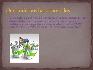 Que podemos hacer por ellosRecicla todo lo que se pueda, no destruyas su habitad, ni permitas que lo hagan, habla a la gente sobre este problema. No compres, ni participes en eventos que afecten a los animales. NUNCA COMPRES ANIMALES SILVESTRES, PARA TENERLOS COMO MASCOTAS. 