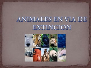 ANIMALES EN VIA DE EXTINCION 