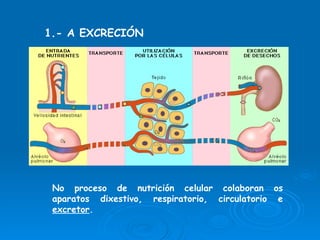 1.- A EXCRECIÓN No proceso de nutrición celular colaboran os aparatos dixestivo, respiratorio, circulatorio e  excretor . 