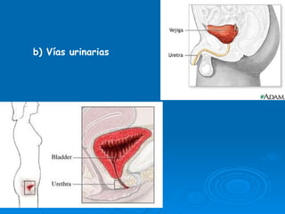 b) Vías urinarias 