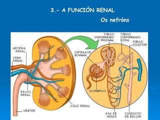 3.- A FUNCIÓN RENAL Os nefróns 