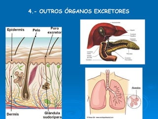 4.- OUTROS ÓRGANOS EXCRETORES 