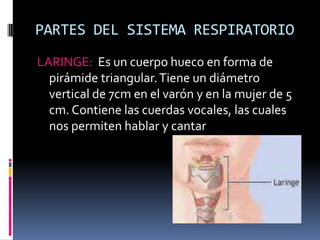 PARTES DEL SISTEMA RESPIRATORIOLARINGE:  Es un cuerpo hueco en forma de pirámide triangular. Tiene un diámetro vertical de 7cm en el varón y en la mujer de 5 cm. Contiene las cuerdas vocales, las cuales nos permiten hablar y cantar