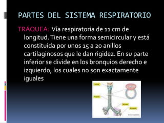 PARTES DEL SISTEMA RESPIRATORIOTRÁQUEA:  Vía respiratoria de 11 cm de longitud. Tiene una forma semicircular y está constituida por unos 15 a 20 anillos cartilaginosos que le dan rigidez. En su parte inferior se divide en los bronquios derecho e izquierdo, los cuales no son exactamente iguales