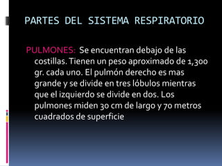 PARTES DEL SISTEMA RESPIRATORIOPULMONES:  Se encuentran debajo de las costillas. Tienen un peso aproximado de 1,300 gr. cada uno. El pulmón derecho es mas grande y se divide en tres lóbulos mientras que el izquierdo se divide en dos. Los pulmones miden 30 cm de largo y 70 metros cuadrados de superficie