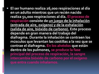El ser humano realiza 26,000 respiraciones al día en un adulto mientras que un recién nacido realiza 51,000 respiraciones al día. El proceso de respiración consiste de un juego de la inhalación (entrada de aire, oxígeno) y de la exhalación (salida de aire, bióxido de carbono). Este proceso depende en gran manera del trabajo del diafragma. Durante la inhalación se contraen los músculos que levantan las costillas a la vez que se contrae el diafragma. En los alvéolos que están dentro de los pulmones, se produce la fase principal del proceso de respiración, la sangre intercambia bióxido de carbono por el oxígeno que entra cuando inhalamos. 