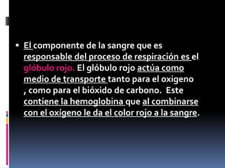 El componente de la sangre que es responsable del proceso de respiración es el glóbulo rojo. El glóbulo rojo actúa como medio de transporte tanto para el oxigeno , como para el bióxido de carbono.  Este contiene la hemoglobina que al combinarse con el oxígeno le da el color rojo a la sangre. 