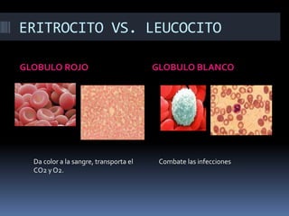ERITROCITO VS. LEUCOCITOGLOBULO ROJOGLOBULO BLANCODa color a la sangre, transporta el CO2 y O2.Combate las infecciones 
