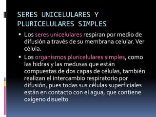 SERES UNICELULARES Y PLURICELULARES SIMPLESLos seres unicelulares respiran por medio de difusión a través de su membrana celular. Ver célula.Los organismos pluricelulares simples, como las hidras y las medusas que están compuestas de dos capas de células, también realizan el intercambio respiratorio por difusión, pues todas sus células superficiales están en contacto con el agua, que contiene oxígeno disuelto
