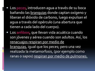 Los peces, introducen agua a través de su boca bañando las branquias donde captan oxígeno y liberan el dióxido de carbono, luego expulsan el agua a través del opérculo (una abertura que tienen a cada lado del cuerpo).Los anfibios, que llevan vida acuática cuando son jóvenes y aérea cuando son adultos. Así, los renacuajos respiran por medio de branquias, igual que los peces; pero una vez realizada la metamorfosis, (por ejemplo como ranas o sapos) respiran por medio de pulmones.