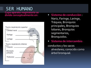 SER HUMANOCuyo aparato respiratorio se divide conceptualmente en:El  Hombre  realiza RESPIRACIÓN PULMONAR.Sistema de conducción: Nariz, Faringe, Laringe, Tráquea, Bronquios principales, Bronquios lobares, Bronquios segmentarios, Bronquiolos.Sistema de intercambio:conductos y los sacos alveolares; conocido como árbol bronquial.