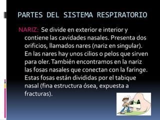 PARTES DEL SISTEMA RESPIRATORIONARIZ:  Se divide en exterior e interior y contiene las cavidades nasales. Presenta dos orificios, llamados nares (nariz en singular). En las nares hay unos cilios o pelos que sirven para oler. También encontramos en la nariz las fosas nasales que conectan con la faringe. Estas fosas están divididas por el tabique nasal (fina estructura ósea, expuesta a fracturas).