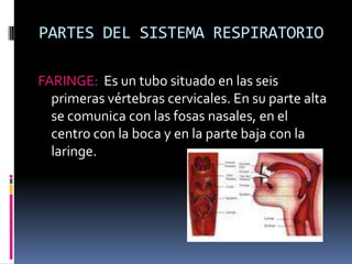 PARTES DEL SISTEMA RESPIRATORIOFARINGE:  Es un tubo situado en las seis primeras vértebras cervicales. En su parte alta se comunica con las fosas nasales, en el centro con la boca y en la parte baja con la laringe.