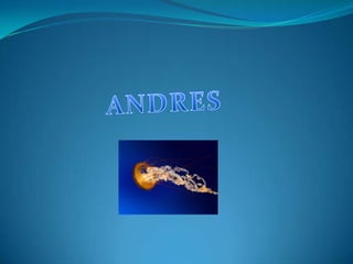 ANDRES 