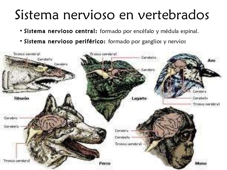 Los huevos de los parásitos de la persona las dimensiones