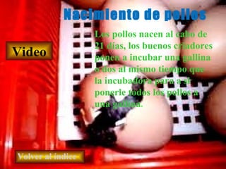Nacimiento de pollos Volver al índice Video Los pollos nacen al cabo de 21 días, los buenos criadores ponen a incubar una gallina o dos al mismo tiempo que la incubadora para a si ponerle todos los pollos a una gallina . 