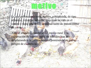motivo Es una gallina autóctona, rustica, semipesada, de tipo atlántico, vivaz, se sabe dar muy bien la vida en el campo y tiene una doble amplitud tanto de puesta como de carne. Ante el evidente abandono del medio rural y la exportación de nuevas razas de híbridos han ido desplazando a la gallina serrana poniéndola en grave peligro de existencia. 