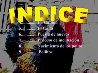 4...............La Gallina  5...............El Gallo 6...............Puesta de huevos 7...............Proceso de incubación 8...............Nacimiento de los pollos 9............... Pollitos INDICE 