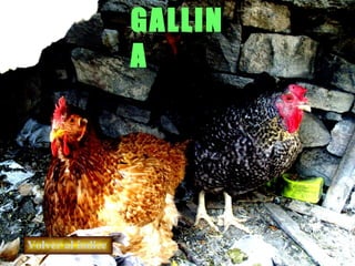 Volver al índice GALLINA 