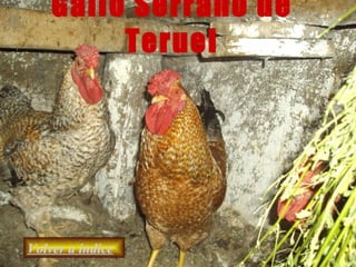 Gallo Serrano de Teruel Volver a índice 