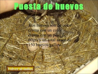 Puesta de huevos Los huevos son de color crema con un color crema con un peso de 60grs y un total anual de 150 huevos/gallina. Volver al índice 
