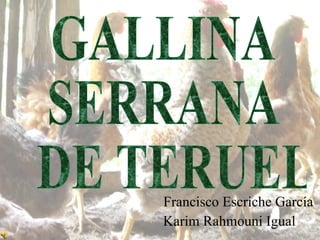 Francisco Escriche García Karim Rahmouni Igual GALLINA  SERRANA DE TERUEL 