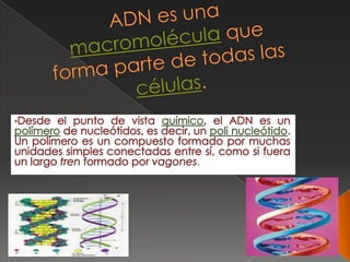  ADN es una macromolécula que forma parte de todas las células.  ,[object Object],[object Object]